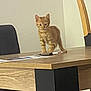 animal, cat, chair, curious, cute, domestic_cat, furniture, indoor, kitten, looking, marker, orange_tabby, paper, pet, room, small_cat, standing, table, wooden_table, young_cat