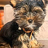Bella participe au concours pour gagner de l'argent avec cette photo : puppy, dog, pet, cute, fluffy, small_dog, fur, ears, collar, indoor, couch, animal, adorable, close_up, portrait, brown, black, young, companion, domestic
