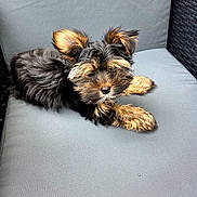 Bella a rejoint le concours — aidez-le/la à gagner de superbes lots ! puppy, dog, pet, animal, fur, black, tan, cute, cushion, chair, indoor, relaxed, young, small, ears, looking, cozy, comfortable, adorable, fluffy