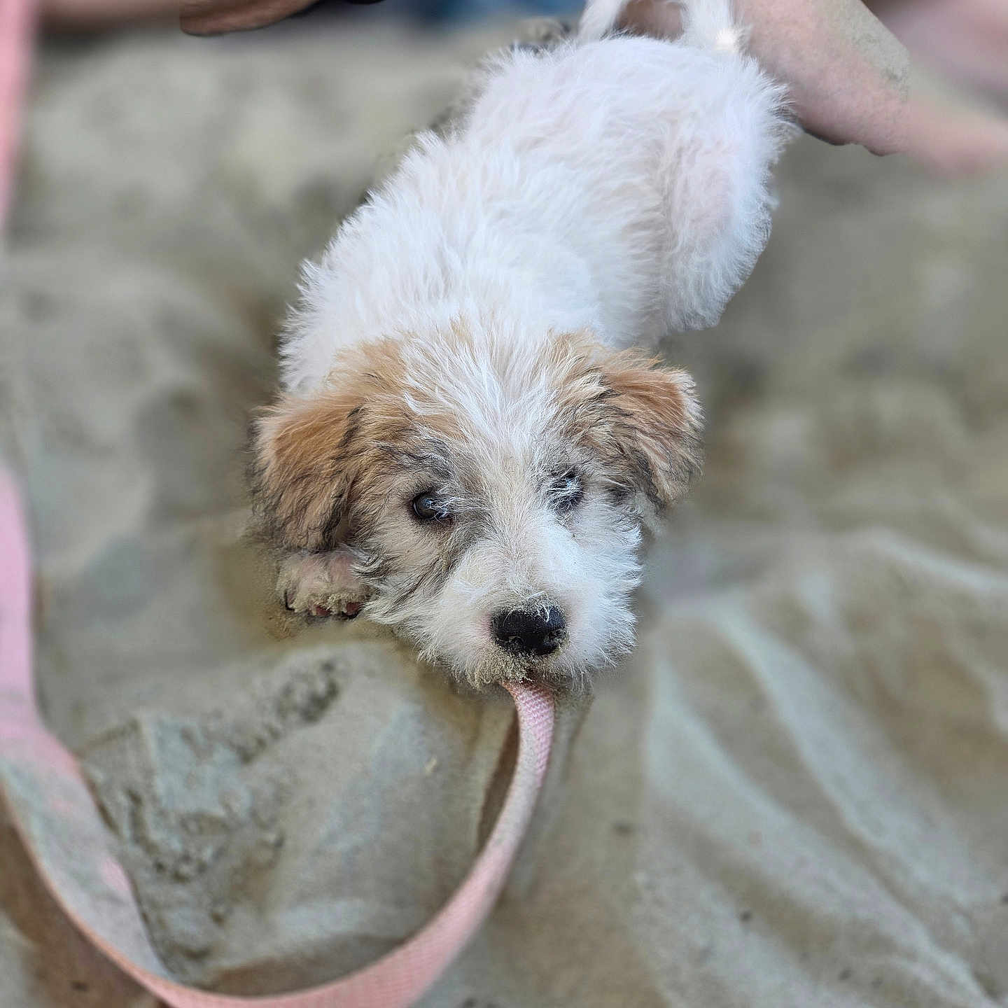 Juliet joined the competition — help win amazing prizes! puppy, dog, leash, sand, outdoor, pet, cute, animal, playing, white_fur, brown_fur, canine, young_dog, legs, human, beach, curious, fur, closeup, adorable