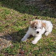 Juliet joined the competition — help win amazing prizes! puppy, dog, grass, outdoor, sunlight, pet, animal, nature, young, brown, white, fur, cute, playful, resting, small, curious, ground, pine_cones, pebbles