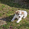 puppy, dog, grass, outdoor, sunlight, pet, animal, nature, young, brown, white, fur, cute, playful, resting, small, curious, ground, pine_cones, pebbles