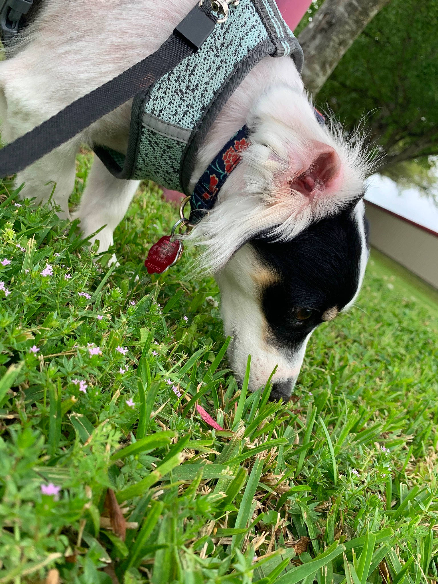 Milo joined the competition — help win amazing prizes! canidae, carnivore, companion_dog, dog, dog_breed, grass, guinea_pig, japanese_chin, lawn, plant, sporting_group