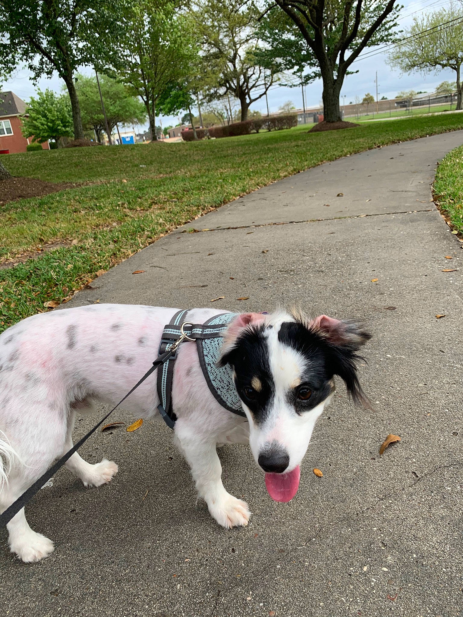 Milo joined the competition — help win amazing prizes! adventure, border_collie, canidae, carnivore, companion_dog, dog, dog_breed, dog_walking, leash, mammal, plant, snout, sporting_group, tail, vehicle, walking, working_dog
