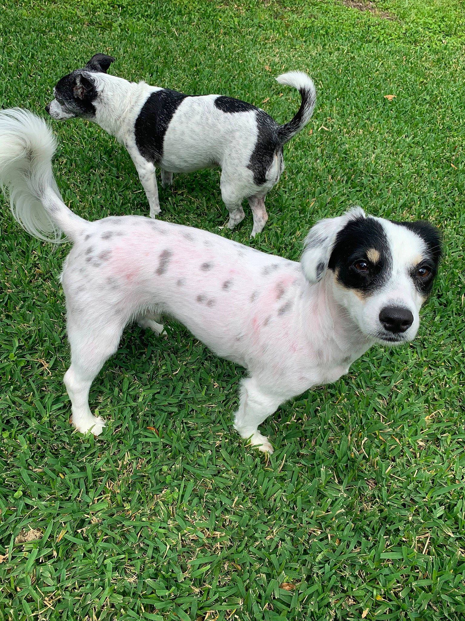 Milo joined the competition — help win amazing prizes! canidae, carnivore, companion_dog, danish_swedish_farmdog, dog, dog_breed, grass, jack_russell_terrier, mammal, parson_russell_terrier, puppy, rare_breed_dog, russell_terrier, sporting_group, tail, vertebrate