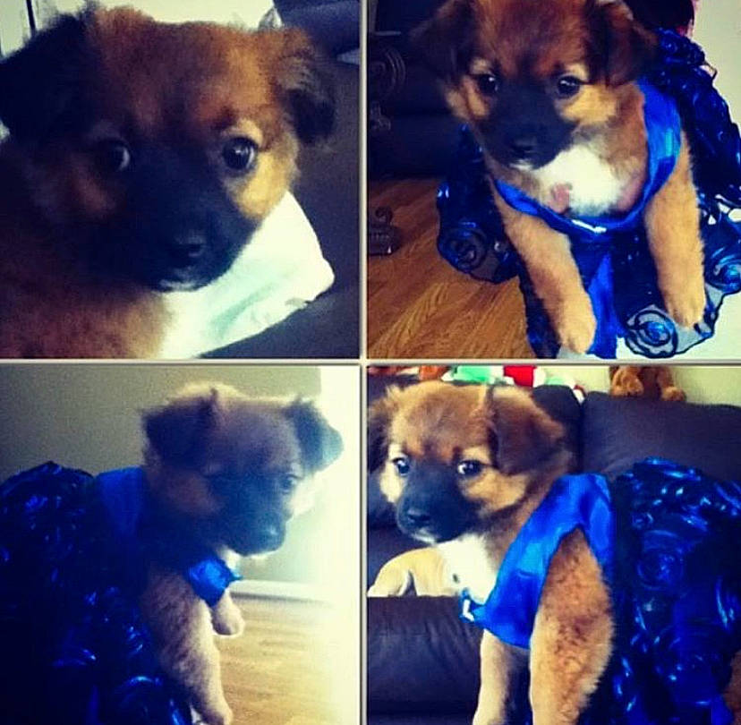 Josephina joined the competition — help win amazing prizes! border_terrier, canidae, carnivore, chihuahua, companion_dog, dog, dog_breed, fawn, mammal, puppy, puppy_love