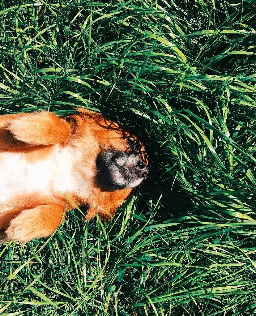 Josephina joined the competition — help win amazing prizes! canidae, carnivore, dog, dog_breed, fawn, grass, grass_family, plant, snout