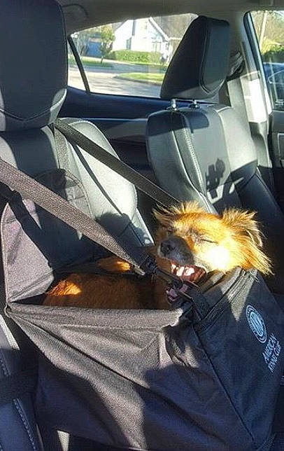 Josephina is registered to the contest to win money with this photo: auto_part, automotive_exterior, automotive_window_part, car, car_seat, family_car, fashion_accessory, long_hair, luxury_vehicle, plant, seat_belt, vehicle, vehicle_door