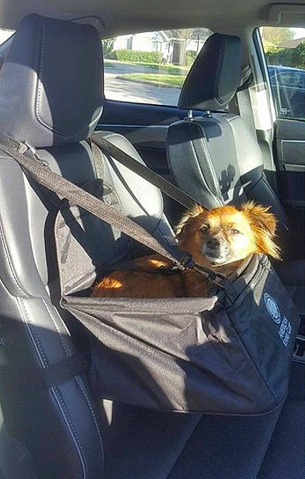 Josephina is registered to the contest to win money with this photo: automotive_window_part, canidae, car, car_seat, carnivore, companion_dog, dog, dog_breed, family_car, vehicle, vehicle_door