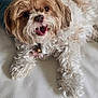 Milly is registered to the contest to win money with this photo: dog, couch, remote_control, pillow, white_leather, fluffy, curly_hair, pet, indoor, happy, tongue_out, close_up, resting, smiling, cute, domestic, fur, animal, living_room, relaxed
