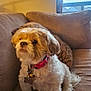 dog, small_dog, pet, indoor, couch, pillow, brown_couch, fur, collar, pink_collar, window, sky, houseplant_shadow, light_switch, cute, fluffy, sitting, domestic_animal, companion, animal