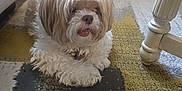 Milly joined the competition — help win amazing prizes! dog, indoor, carpet, fluffy, shaggy, pet, animal, home, furniture, table_leg, lamp, decor, cozy, white_chair, relaxing, cute, small_dog, tongue_out, floor, living_room