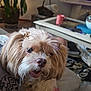 Milly is registered to the contest to win money with this photo: dog, pet, indoor, living_room, couch, hair_clips, animal, cute, fluffy, brown, white, furniture, mug, slippers, table, basket, plant, relaxed, cozy, home