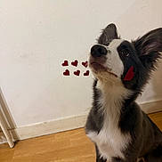 Arrow participe au concours pour gagner de l'argent avec cette photo : adorable, black_and_white, border_collie, cheek, close_up, curious, dog, ears, fur, heart_stickers, indoor, looking_up, nose, pet, portrait, puppy, sitting, whiskers, white_wall, wood_floor