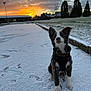 Arrow participe au concours pour gagner de l'argent avec cette photo : animal, black_and_white, clouds, cold, curious, dog, field, footprints, grass, harness, house, nature, outdoor, pet, puppy, sky, snow, sunset, trees, winter