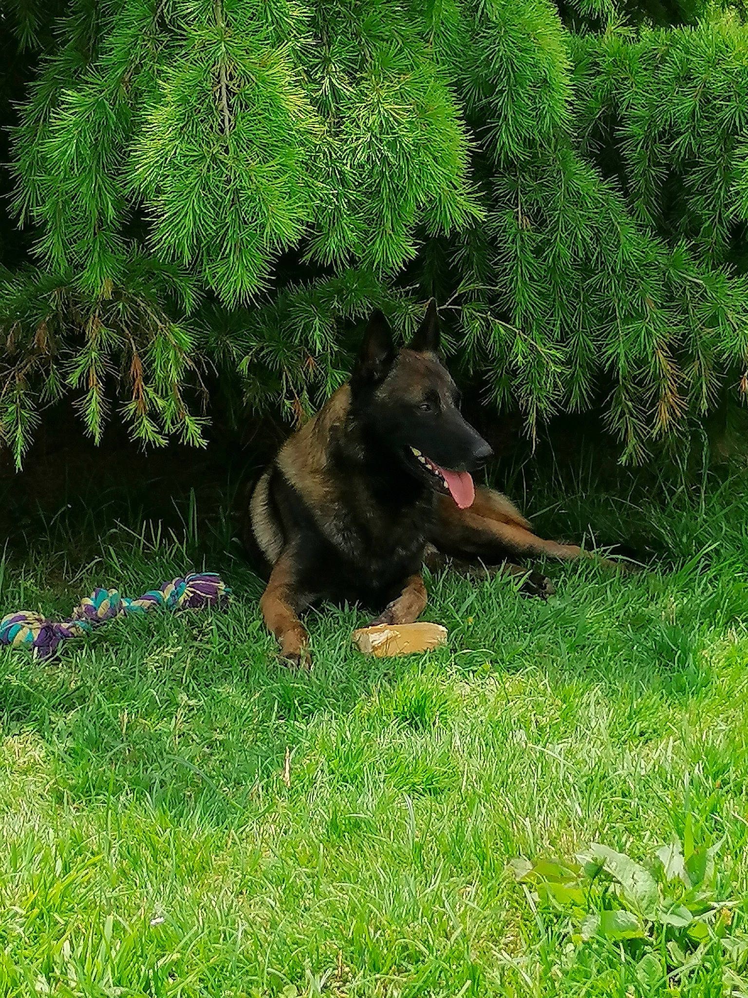 Mambo a rejoint le concours — aidez-le/la à gagner de superbes lots ! carnivore, conifer, dog, dog_breed, garden, grass, grassland, groundcover, guard_dog, landscape, lawn, natural_landscape, pasture, plant, shrub, sporting_group, terrestrial_animal, terrestrial_plant, wildlife, yard