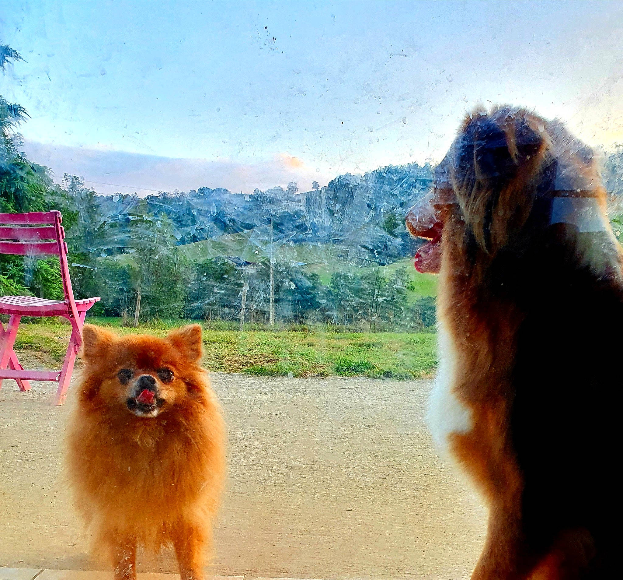 Sansha a rejoint le concours — aidez-le/la à gagner de superbes lots ! bactrian_camel, carnivore, cloud, companion_dog, dog, dog_breed, fawn, landscape, mammal, photograph, plant, sky, snout, spitz, tail, terrestrial_animal, tree, vertebrate, windscreen_wiper, working_animal