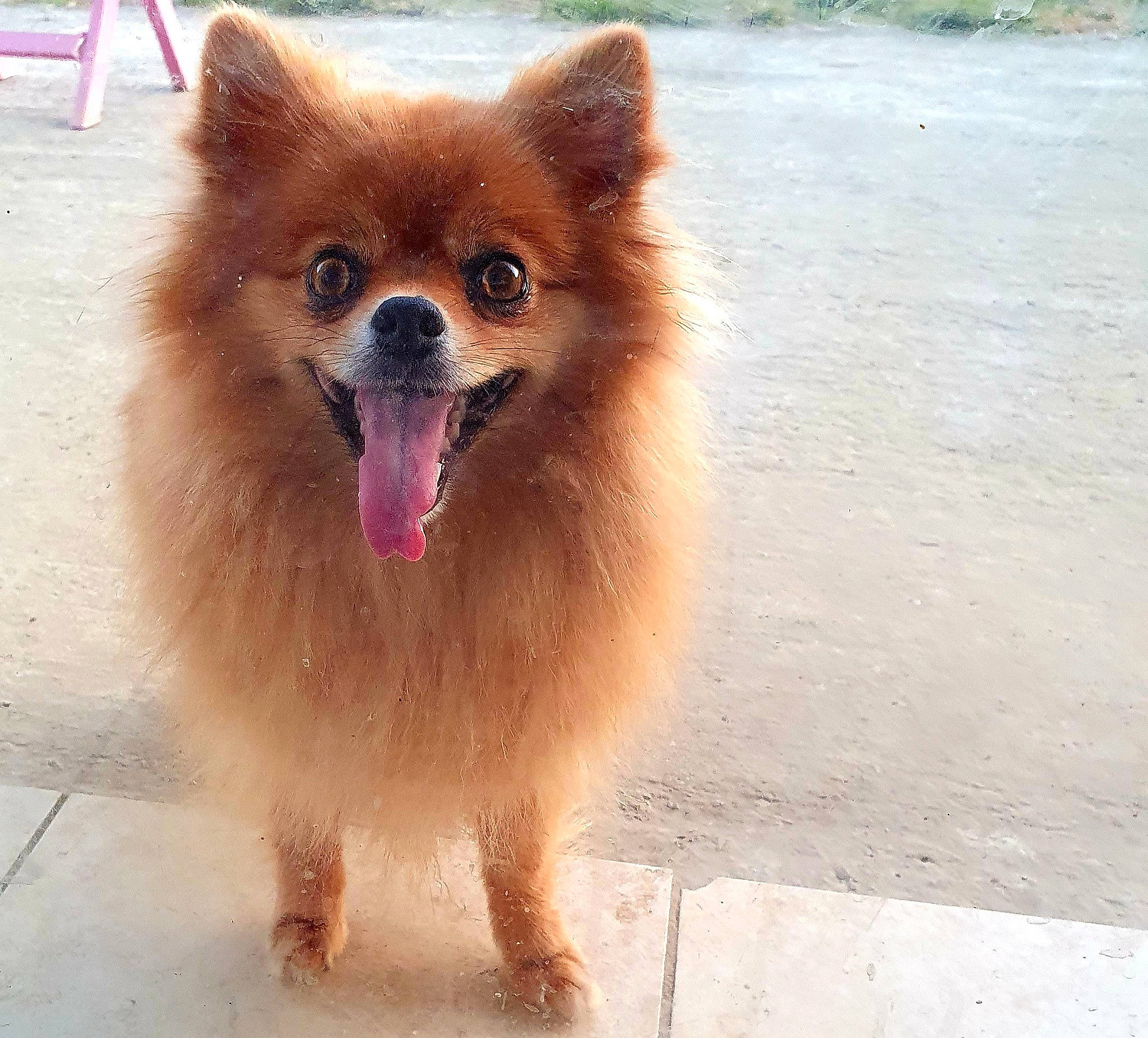 Sansha a rejoint le concours — aidez-le/la à gagner de superbes lots ! biting, canidae, carnivore, companion_dog, dog, dog_breed, eye, fawn, fur, german_spitz, german_spitz_klein, german_spitz_mittel, liver, snout, spitz, sporting_group, tail, terrestrial_animal, whiskers, working_animal