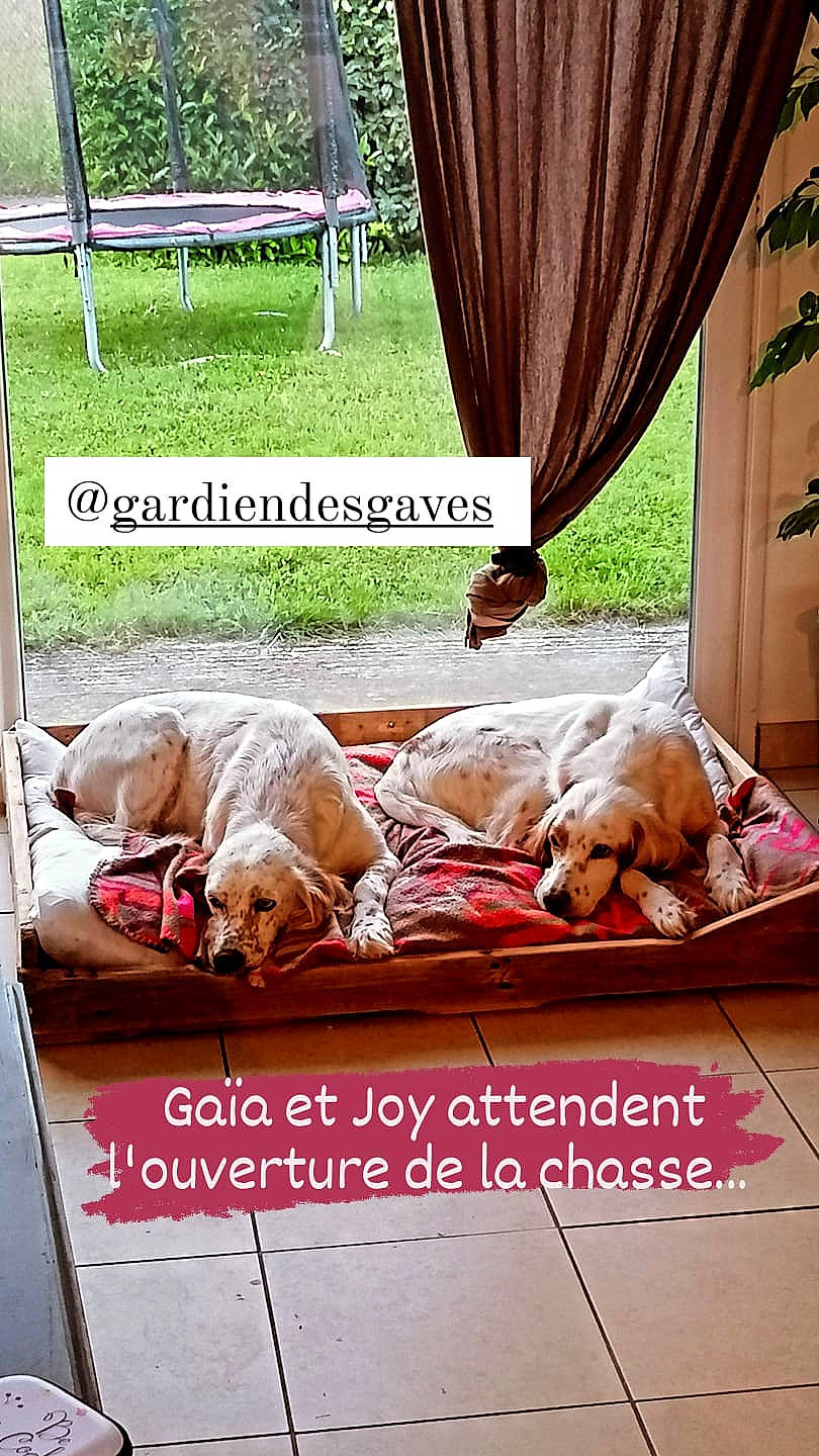 Joy a rejoint le concours — aidez-le/la à gagner de superbes lots ! bedding, bedroom, carnivore, comfort, companion_dog, couch, curtain, dog, dog_breed, fawn, font, leisure, linens, mammal, outdoor_furniture, plant, textile, tints_and_shades, wood, working_animal