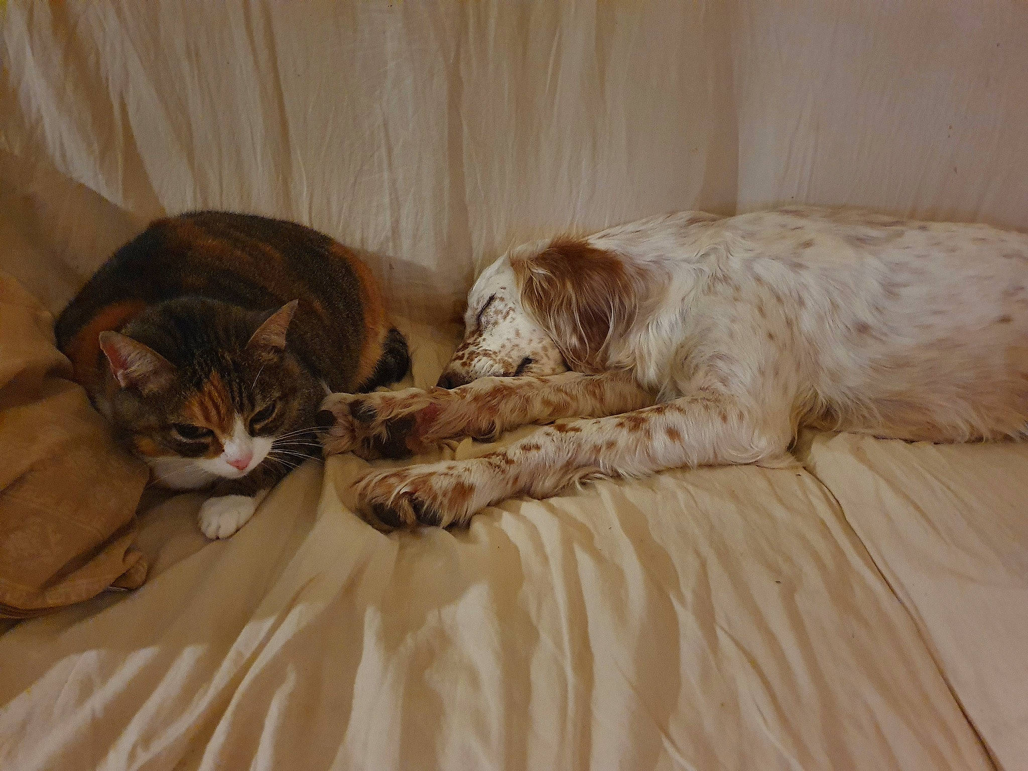 Joy participe au concours pour gagner de l'argent avec cette photo : brown, carnivore, cat, comfort, companion_dog, couch, dog, dog_breed, domestic_short_haired_cat, fawn, felidae, flooring, fur, hardwood, liver, small_to_medium_sized_cats, tail, terrestrial_animal, whiskers, wood