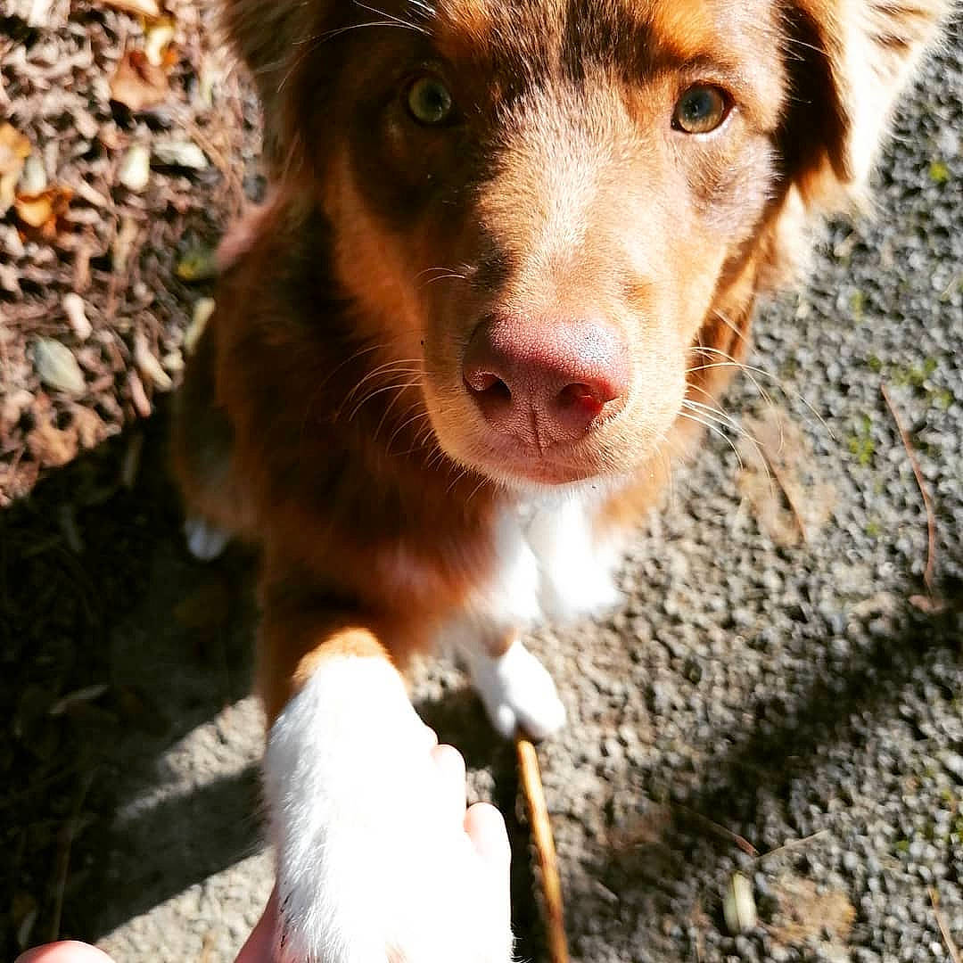 Ava a rejoint le concours — aidez-le/la à gagner de superbes lots ! canidae, carnivore, companion_dog, dog, dog_breed, fawn, fur, grass, hunting_dog, liver, puppy, sporting_group, street_dog, terrestrial_animal, whiskers, working_animal, working_dog