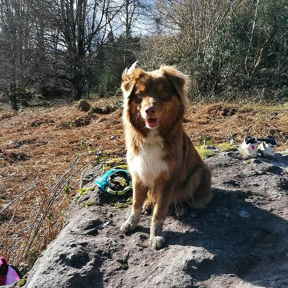 Ava participe au concours pour gagner de l'argent avec cette photo : adventure, carnivore, companion_dog, dog, dog_breed, fawn, forest, fur, grass, landscape, plant, road, snout, soil, tail, terrestrial_animal, tree, walking, working_animal, working_dog