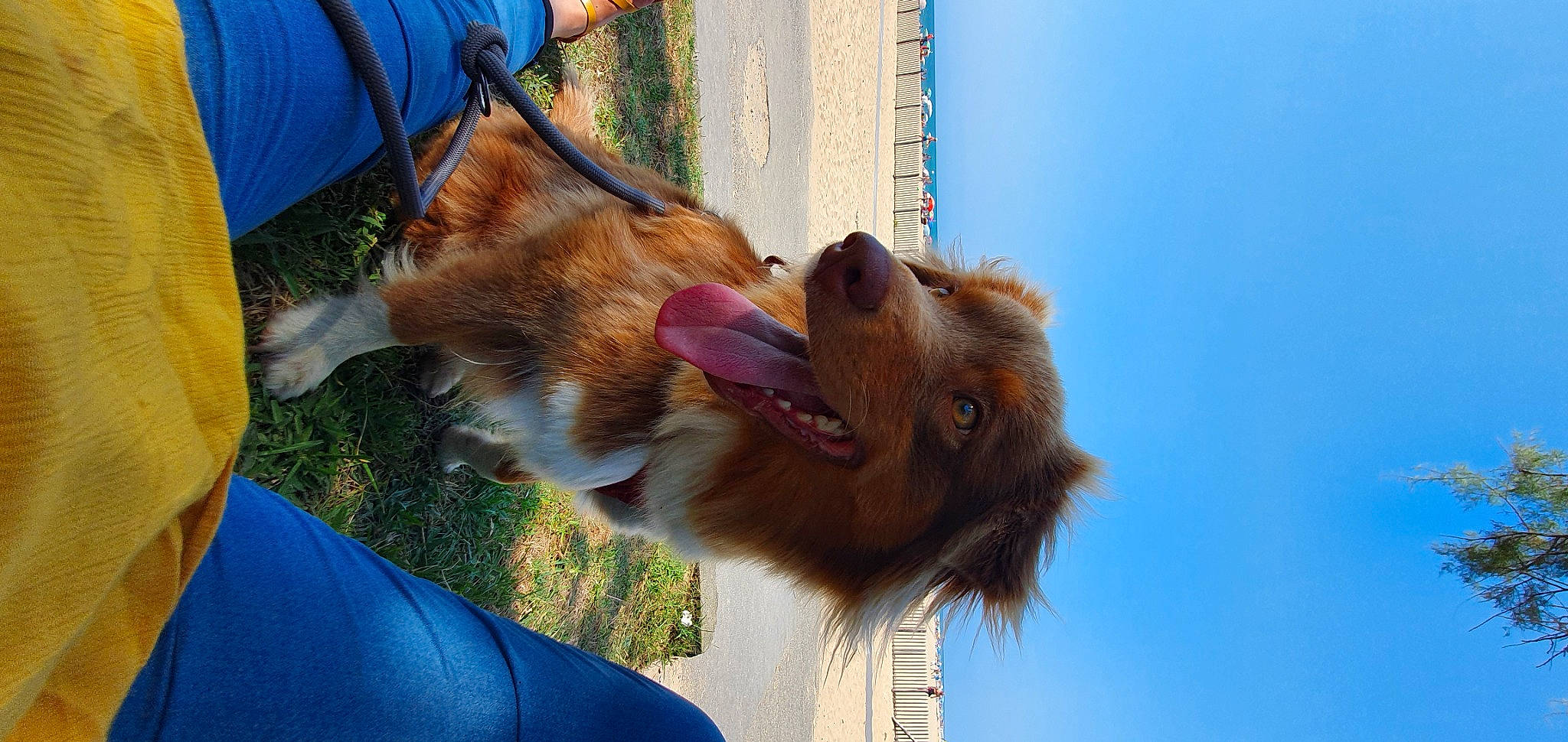 Ava a rejoint le concours — aidez-le/la à gagner de superbes lots ! canidae, carnivore, collar, companion_dog, dog, dog_breed, dog_collar, fawn, felidae, fur, leash, liver, pomeranian, scotch_collie, shetland_sheepdog, sky, snout, spitz, sporting_group, whiskers