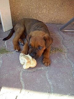 Tyser participe au concours pour gagner de l'argent avec cette photo : bavarian_mountain_hound, beagador, black_mouth_cur, canidae, carnivore, dog, dog_breed, fawn, mammal, puppy, rare_breed_dog, vertebrate