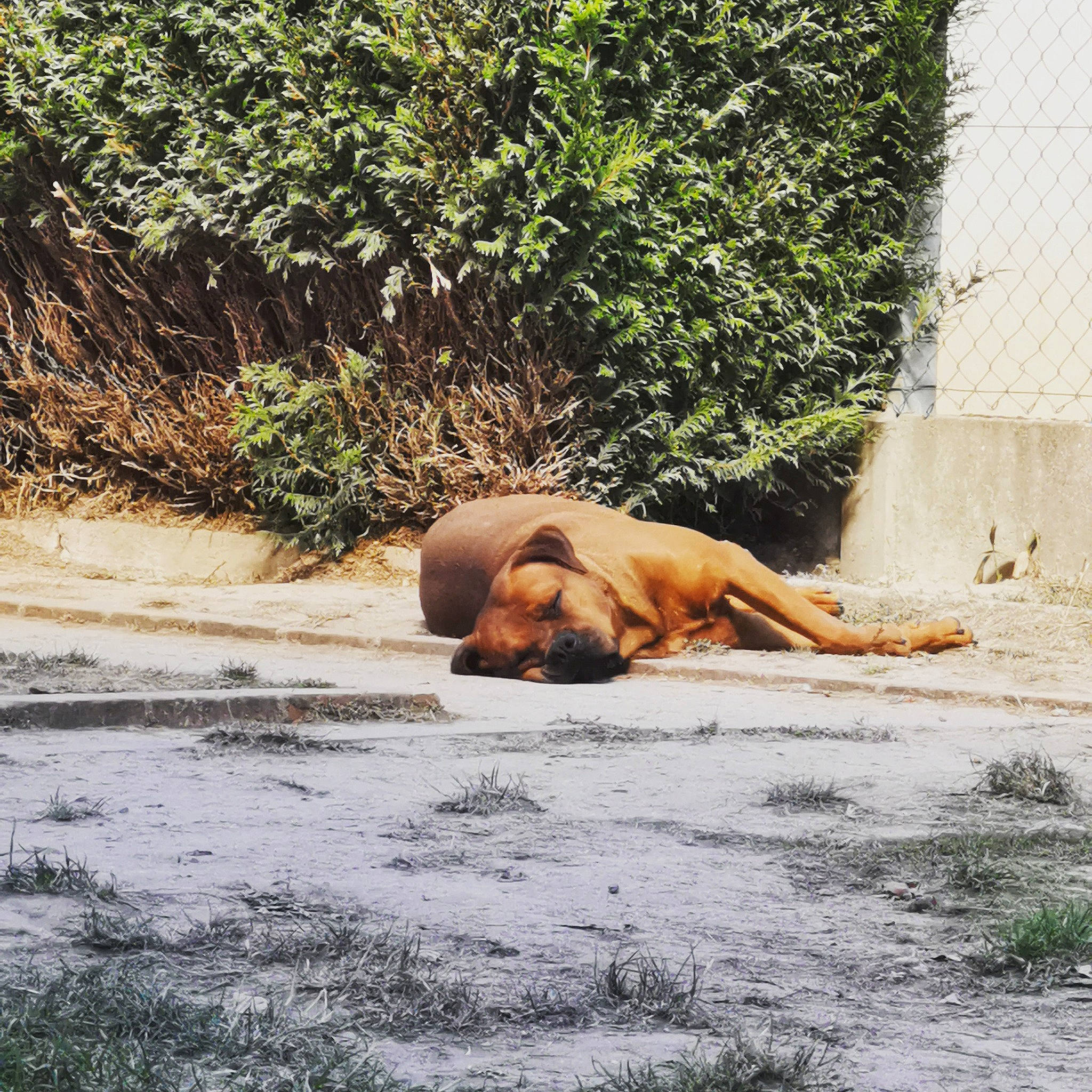 Tyser participe au concours pour gagner de l'argent avec cette photo : fawn, grass, leisure, nap, photography, plant, sleep, summer, sun_tanning, tree, vacation, water, wildlife, zoo