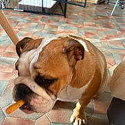 Aslan participe au concours pour gagner de l'argent avec cette photo : dog, bulldog, pet, animal, brown_and_white, wrinkles, short_muzzle, chew_toy, toy, playing, indoors, tile_floor, kennel, crate, chair, furniture, closeup, sitting, black_nose, companion_animal