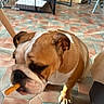 dog, bulldog, pet, animal, brown_and_white, wrinkles, short_muzzle, chew_toy, toy, playing, indoors, tile_floor, kennel, crate, chair, furniture, closeup, sitting, black_nose, companion_animal