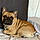 Achille