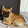 dog, french_bulldog, pet, animal, sitting, lying_down, bed, blanket, pillow, indoors, bedroom, portrait, wrinkles, short_snout, floppy_ears, brown, tan, black_face, relaxed, cute