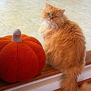 Miss Petci joined the competition — help win amazing prizes! cat, orange_cat, fluffy_fur, plush_pumpkin, indoor, wood_floor, tile_floor, pet, cute, sitting, looking_back, feline, decor, fall_theme, soft_texture, cozy, animal, house, home_interior, text_overlay