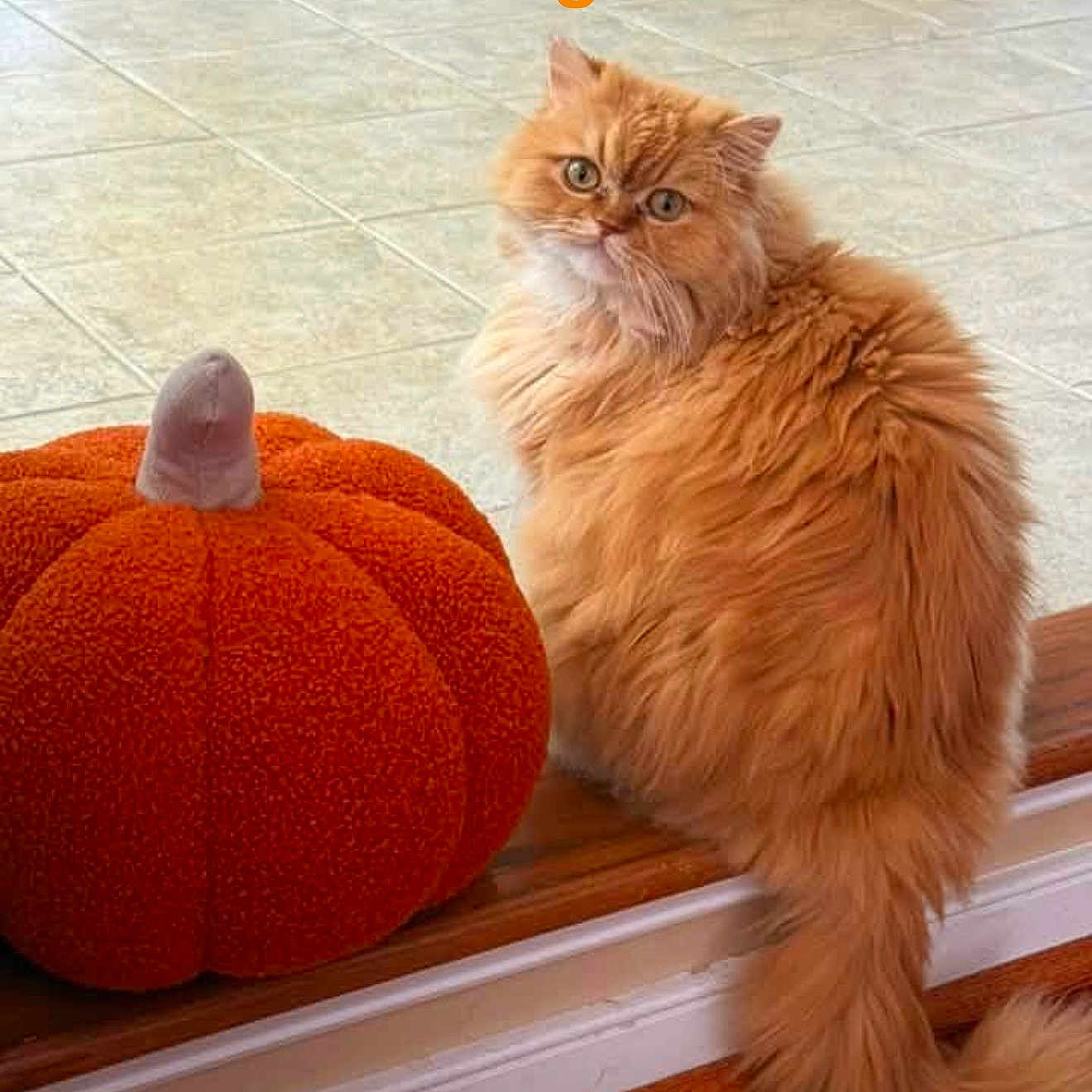 Miss Petci joined the competition — help win amazing prizes! cat, orange_cat, fluffy_fur, plush_pumpkin, indoor, wood_floor, tile_floor, pet, cute, sitting, looking_back, feline, decor, fall_theme, soft_texture, cozy, animal, house, home_interior, text_overlay