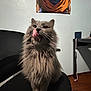 Fluff joined the competition — help win amazing prizes! cat, gray_cat, fluffy, licking, chair, indoor, poster, anime, wall, floor, furniture, tongue_out, pet, domestic_animal, cute, whiskers, ears, fur, black_chair, room