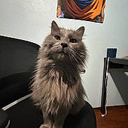 Fluff joined the competition — help win amazing prizes! cat, gray_cat, fluffy, indoor, chair, poster, anime, wall, desk, power_cord, floor, pet, feline, curious, sitting, furniture, home, domestic_animal, cute, animal