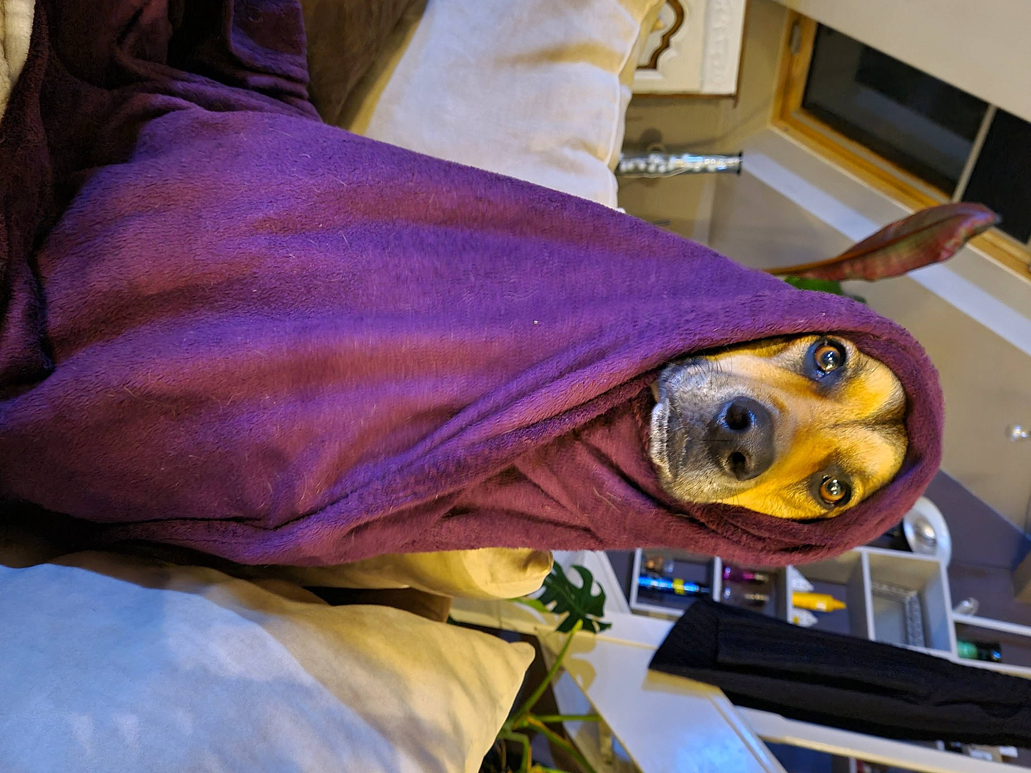 Leiko a rejoint le concours — aidez-le/la à gagner de superbes lots ! electric_blue, hat, personal_protective_equipment, purple, room, service, sleeve