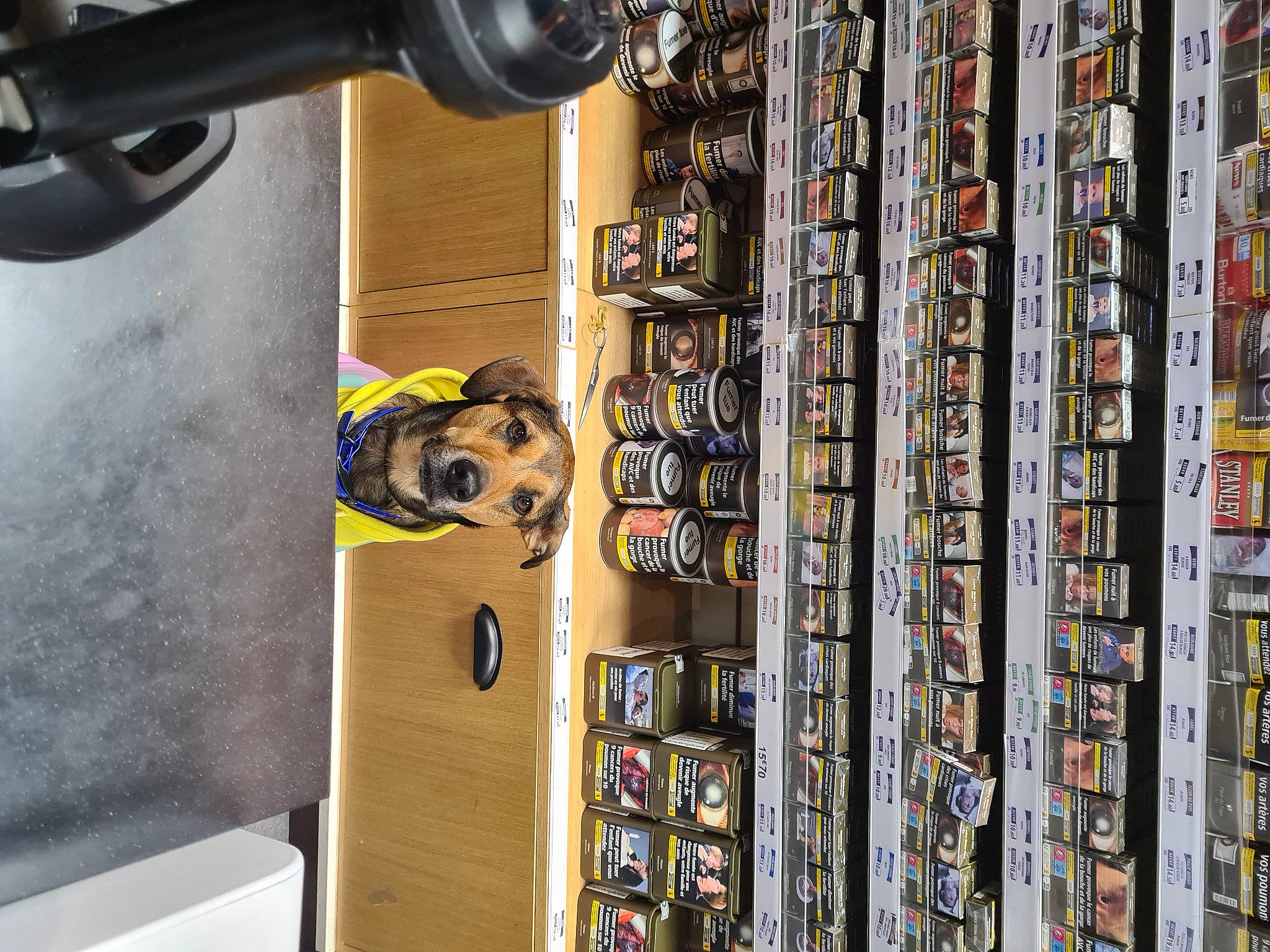 Leiko participe au concours pour gagner de l'argent avec cette photo : audio_equipment, auto_part, automotive_tire, bookcase, building, collection, dog, electrical_wiring, electronics, eyewear, font, machine, metal, publication, retail, room, shelf, shelving, tire, wood