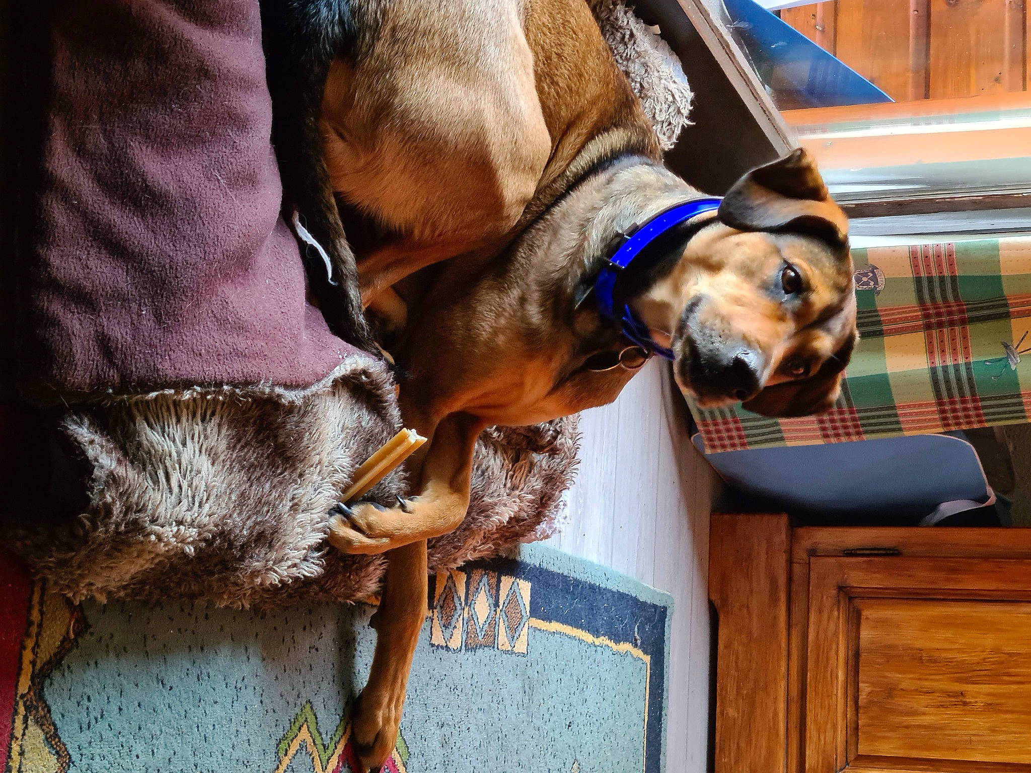 Leiko a rejoint le concours — aidez-le/la à gagner de superbes lots ! brown, canidae, carnivore, collar, comfort, companion_dog, dog, dog_breed, dog_collar, dog_supply, fawn, liver, natural_material, pet_supply, snout, sporting_group, tartan, wood, working_animal, working_dog