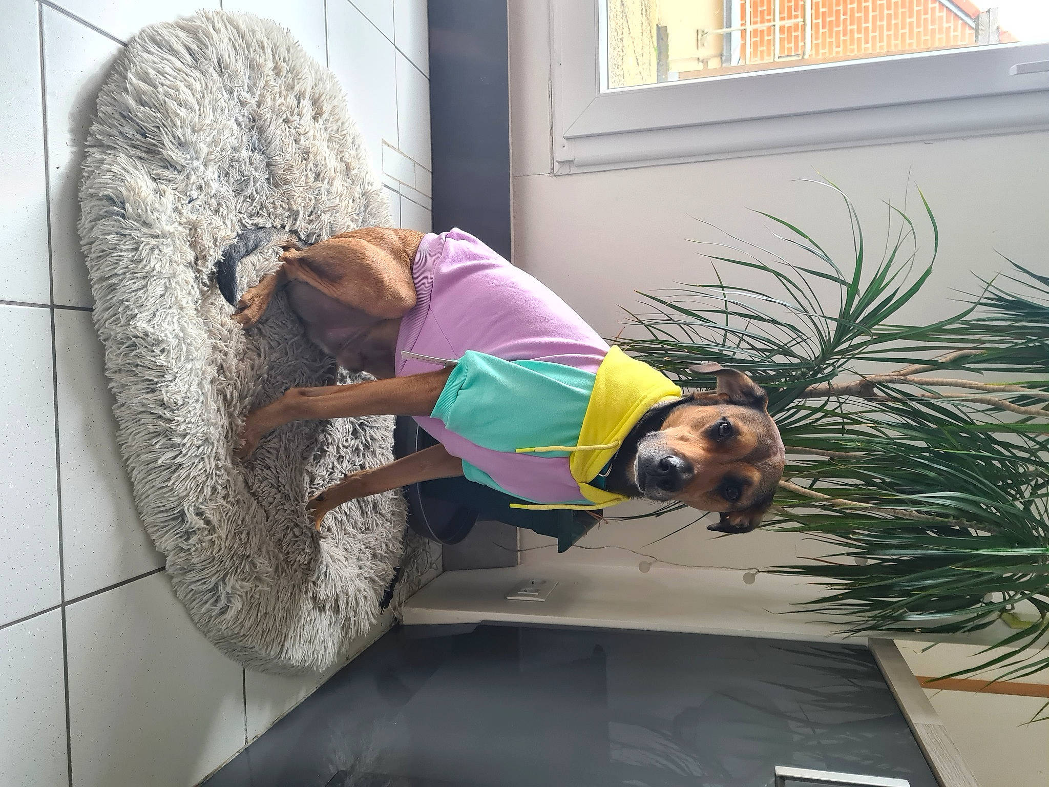 Leiko participe au concours pour gagner de l'argent avec cette photo : artist, automotive_tire, canidae, carnivore, comfort, companion_dog, dog, dog_breed, flooring, fun, fur, grass, hat, plant, sporting_group, t_shirt, tire, visual_arts, window