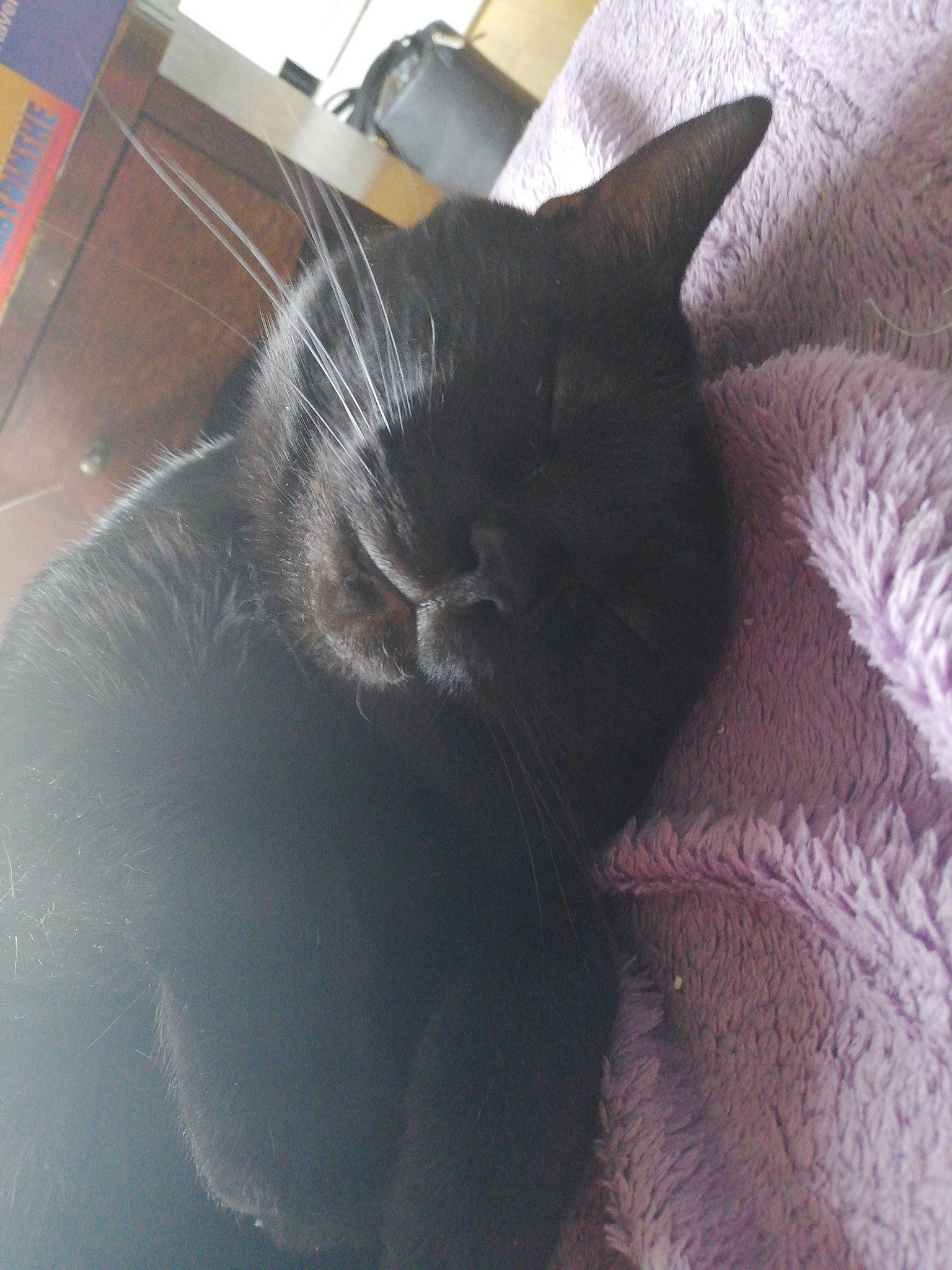 Blacky a rejoint le concours — aidez-le/la à gagner de superbes lots ! black_cat, british_shorthair, burmese, carnivore, cat, chartreux, domestic_short_haired_cat, felidae, fur, korat, russian_blue, small_to_medium_sized_cats, snout, tail, whiskers