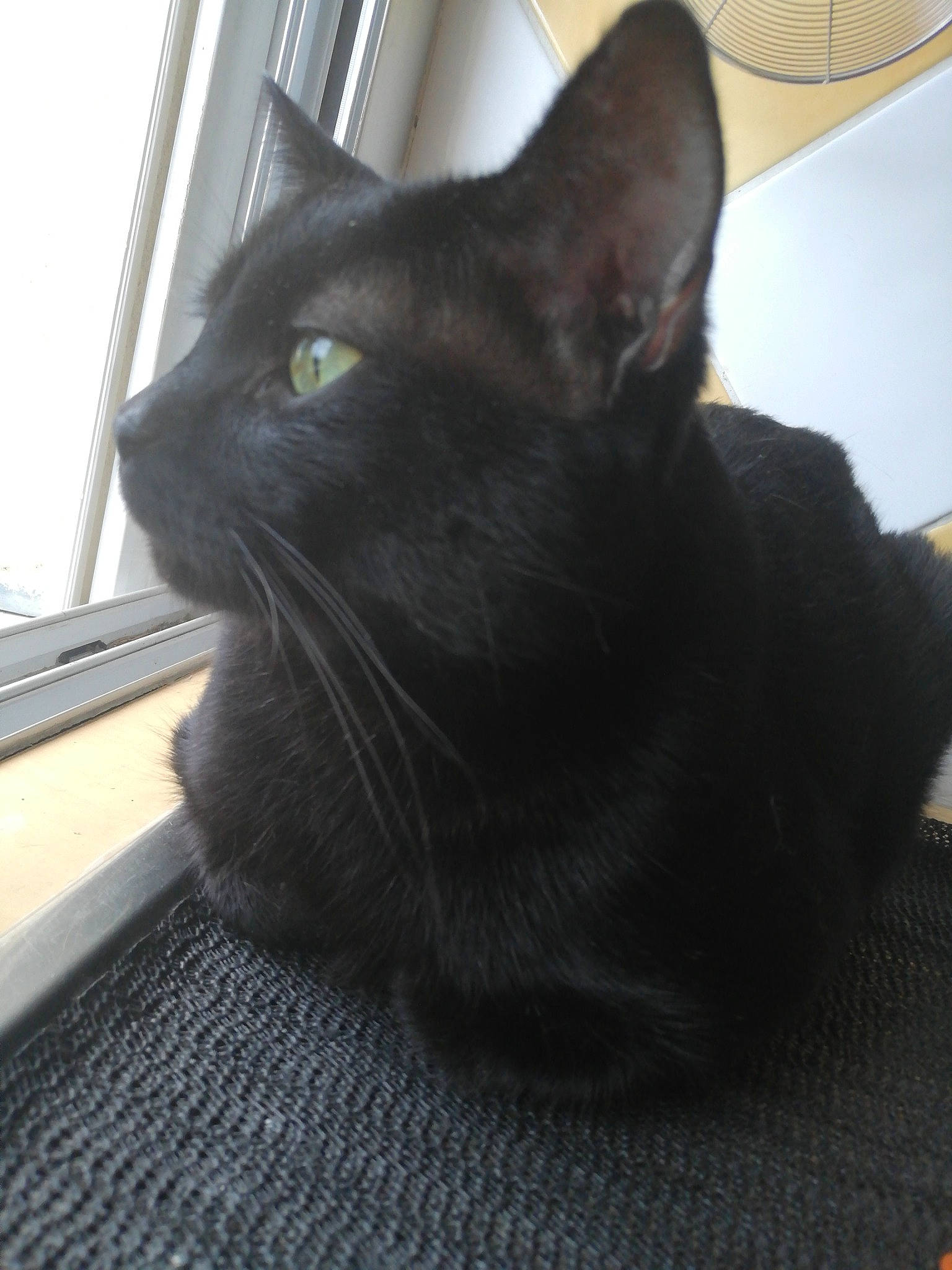 Blacky participe au concours pour gagner de l'argent avec cette photo : asian, black, black_cat, bombay, carnivore, cat, domestic_short_haired_cat, ear, felidae, korat, mammal, small_to_medium_sized_cats, snout, whiskers