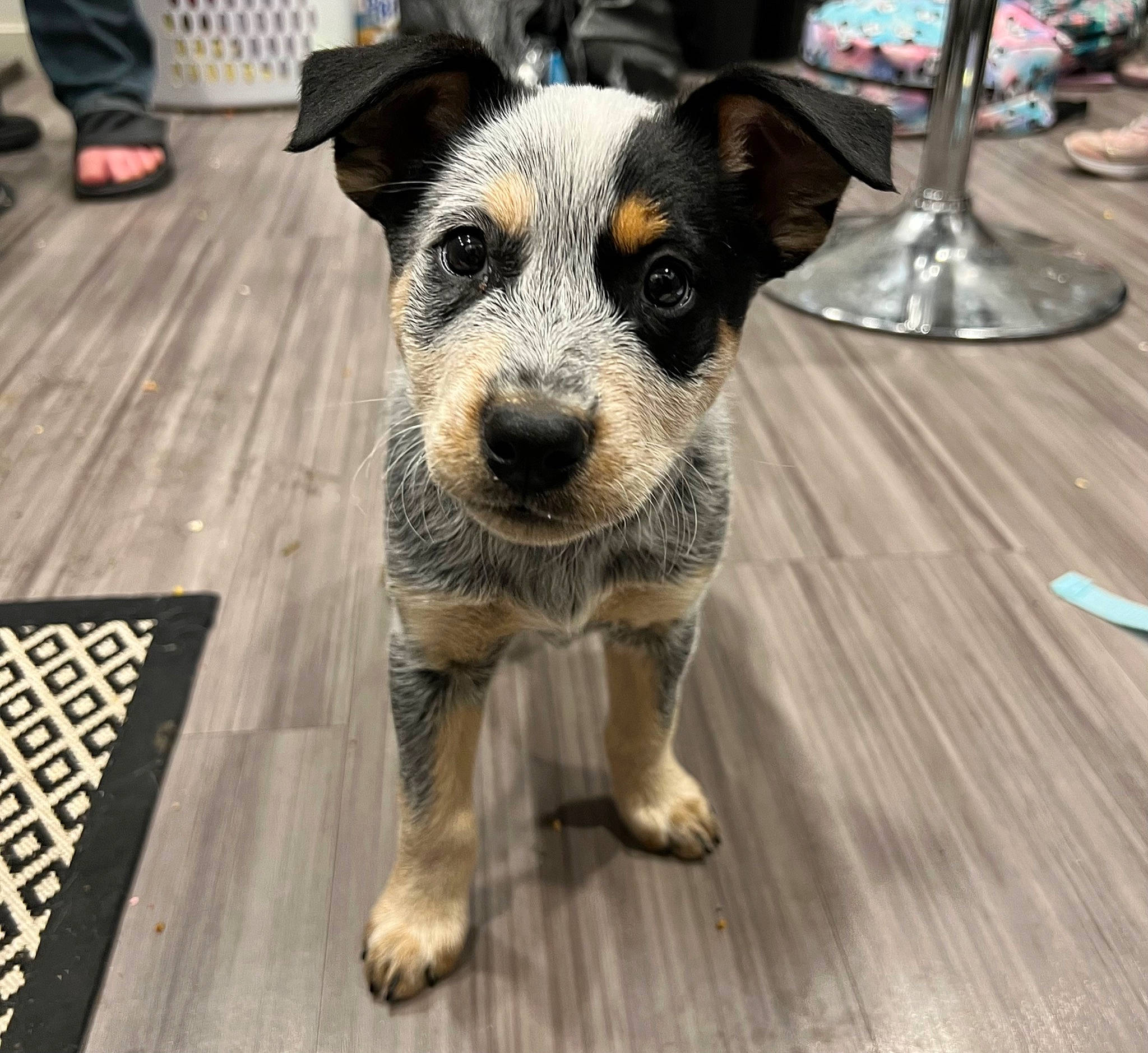 Huck joined the competition — help win amazing prizes! canidae, carnivore, companion_dog, cutlery, dog, dog_breed, flooring, fork, fur, hardwood, kitchen_utensil, paw, plate, sporting_group, tableware, terrestrial_animal, terrier, whiskers, wood, working_animal