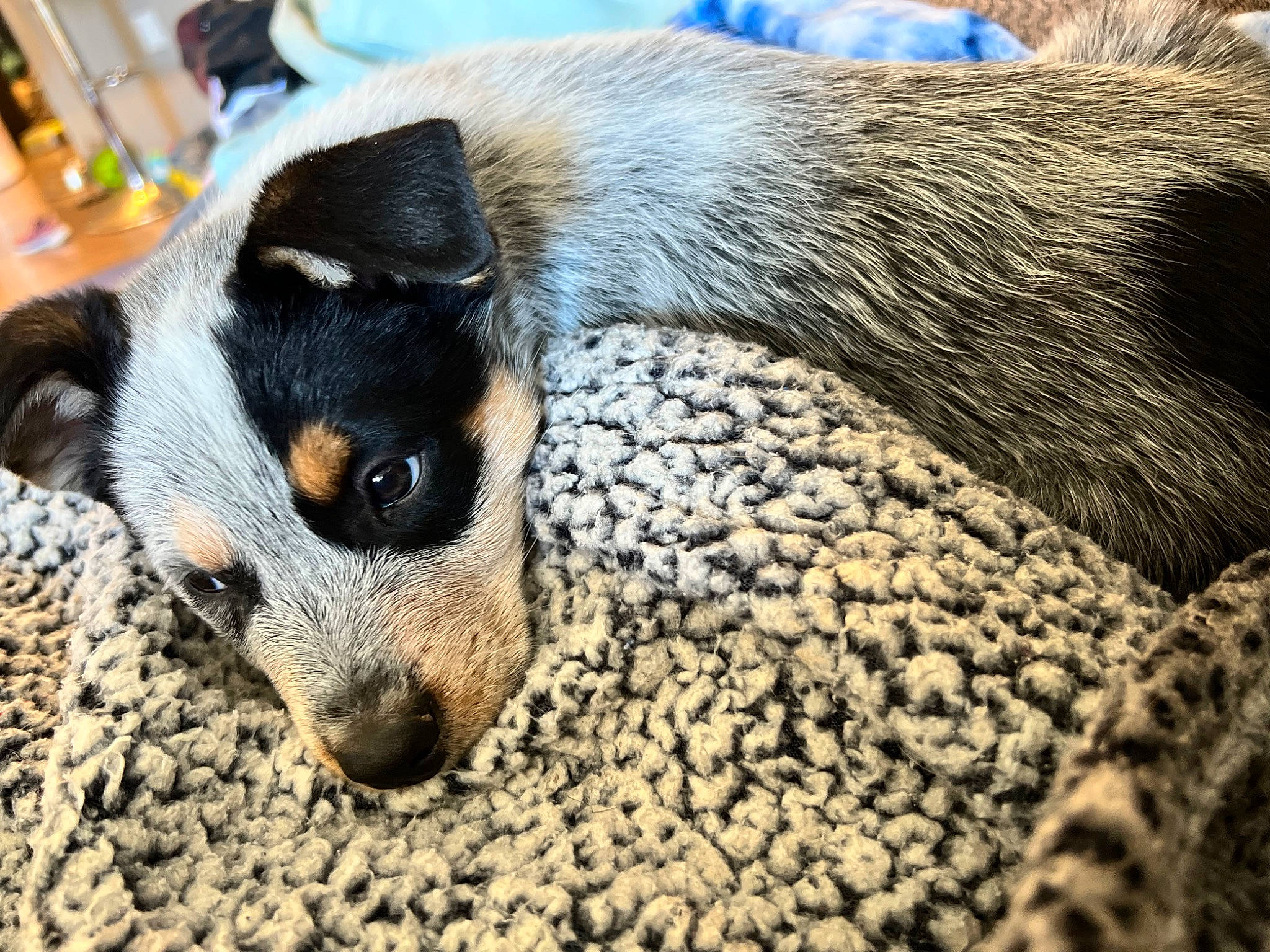 Huck joined the competition — help win amazing prizes! australian_cattle_dog, canidae, carnivore, companion_dog, dog, dog_breed, fawn, fur, guard_dog, paw, puppy, snout, sporting_group, terrestrial_animal, toy_dog, whiskers, working_animal, working_dog