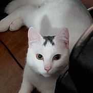 Skids joined the competition — help win amazing prizes! cat, white_cat, animal, pet, indoor, floor, curious, feline, young_cat, whiskers, ears, pink_nose, black_patch, looking, close_up, domestic_cat, cute, playful, resting, fur