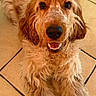 animal, canine, close_up, curly_fur, cute, dog, domestic_animal, floor, friendly, fur, golden_brown, happy, indoors, looking_up, lying_down, mammal, pet, portrait, smiling, tile