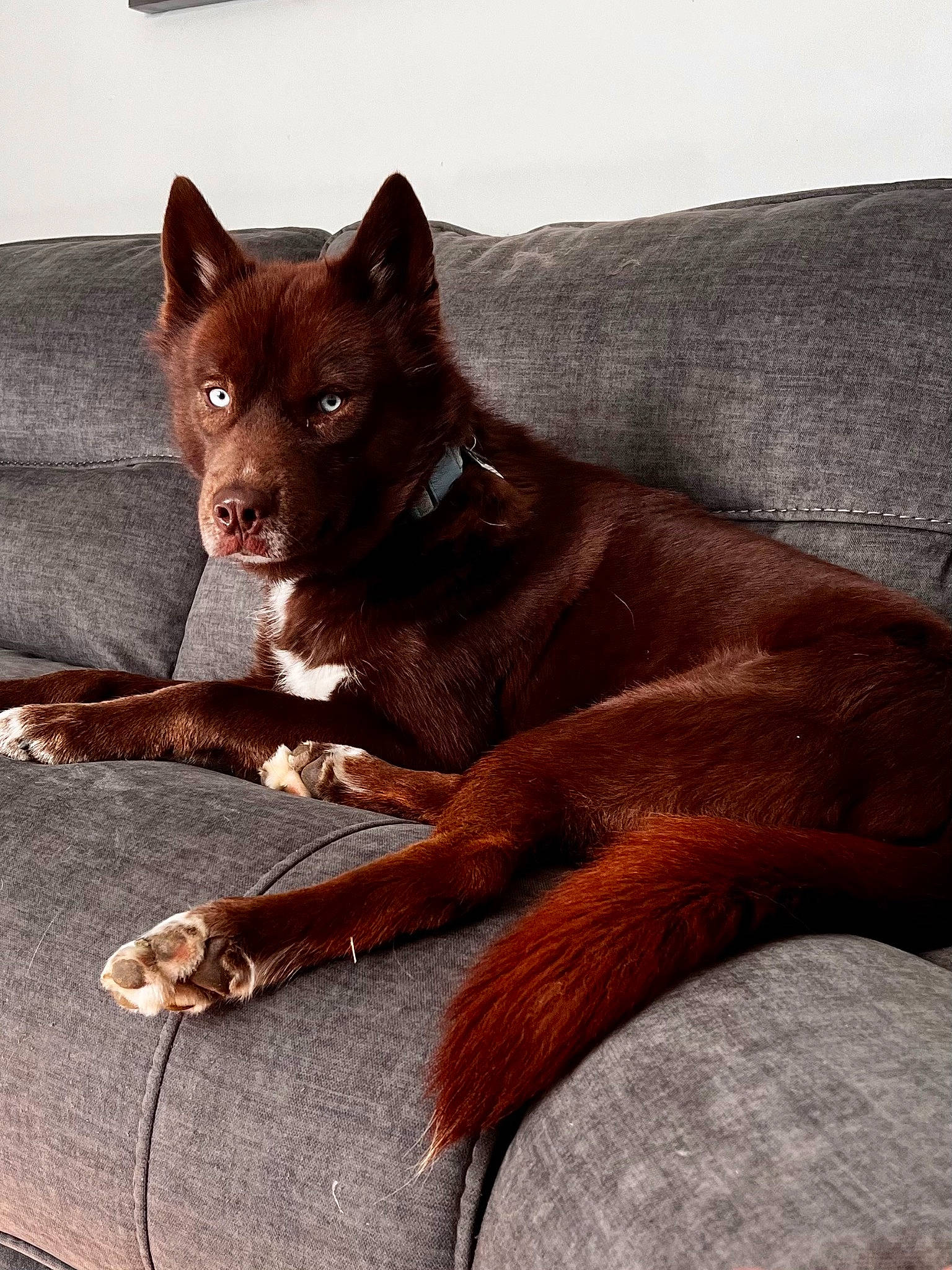 Diablo is registered to the contest to win money with this photo: brown, carnivore, comfort, companion_dog, dog, dog_breed, fawn, felidae, fur, liver, paw, snout, tail, terrestrial_animal, whiskers, window, working_animal, working_dog