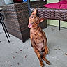 dog, brown_dog, pet, animal, sitting, tongue_out, happy, head_tilt, upright, outdoor, patio, wicker_furniture, chair, cushion, potted_plant, concrete_floor, home, portrait, photography, playful
