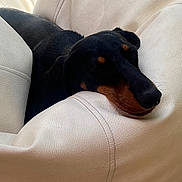 Zig Zag a rejoint le concours — aidez-le/la à gagner de superbes lots ! animal, beanbag, black, closeup, comfort, cozy, cute, dachshund, dog, ears, fur, home, indoor, leather, pet, relaxed, resting, sleeping, snout, tan